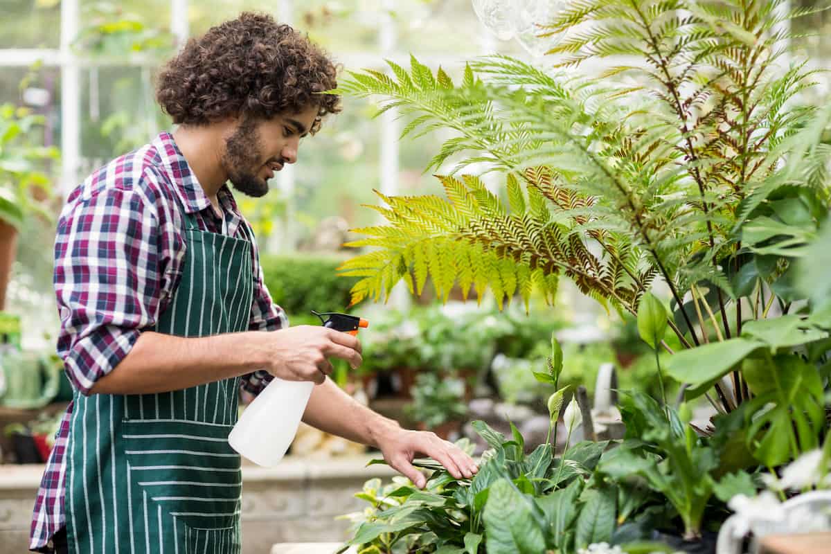 Spraying Water on Plants