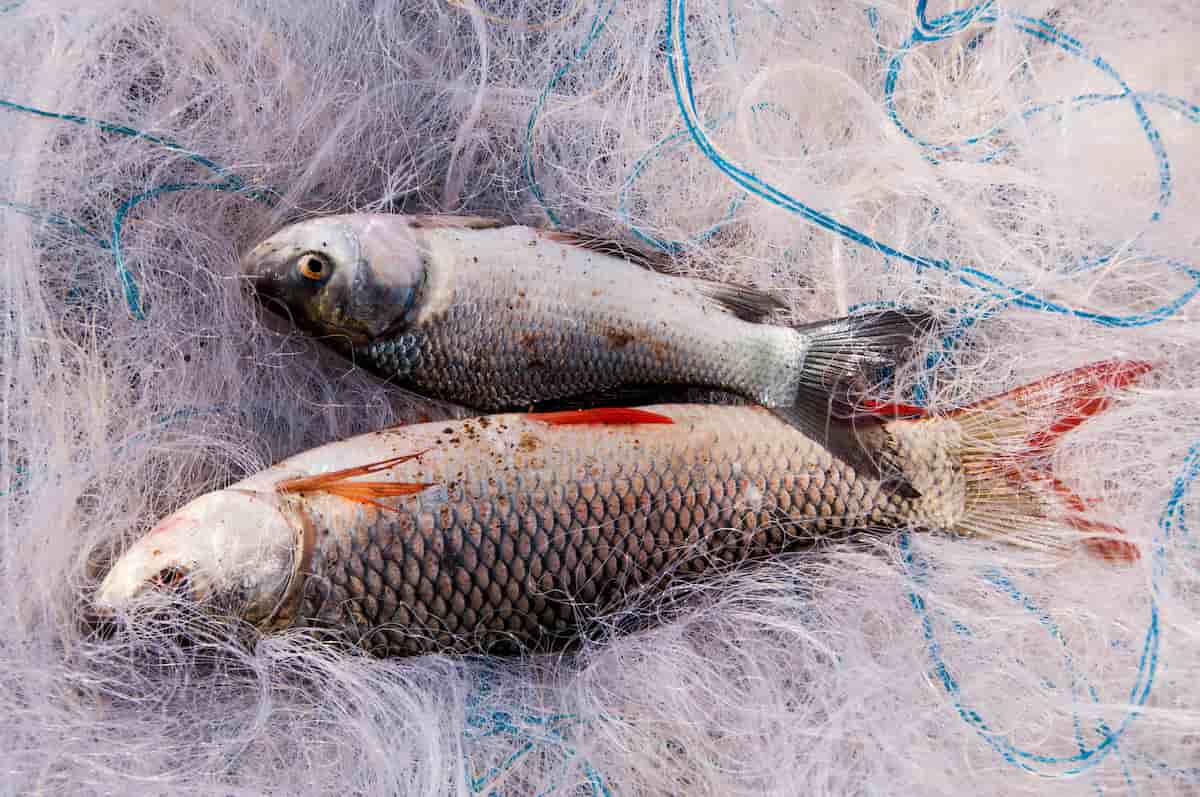Fish Farming Net to Catch Fishes