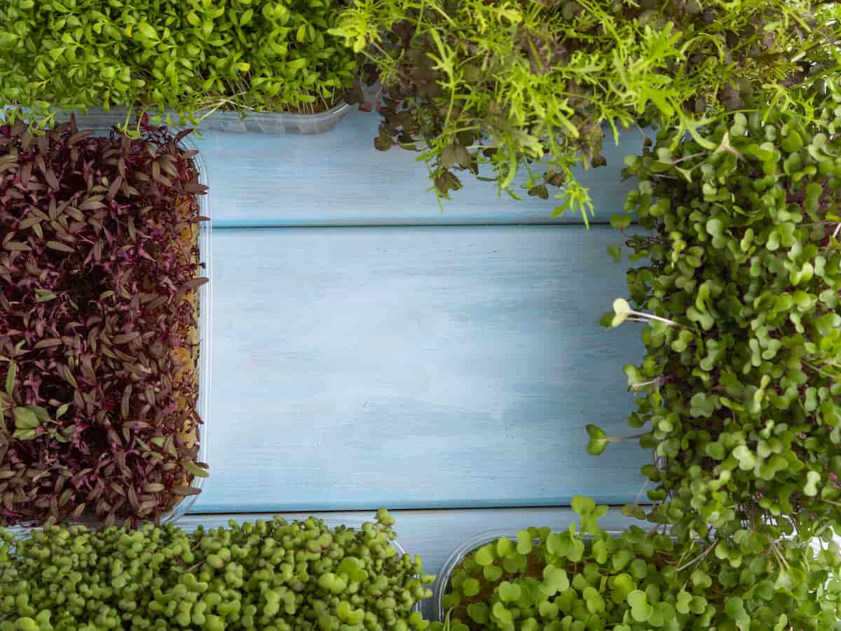 A Step-By-Step Guide for Growing Microgreens Indoors

