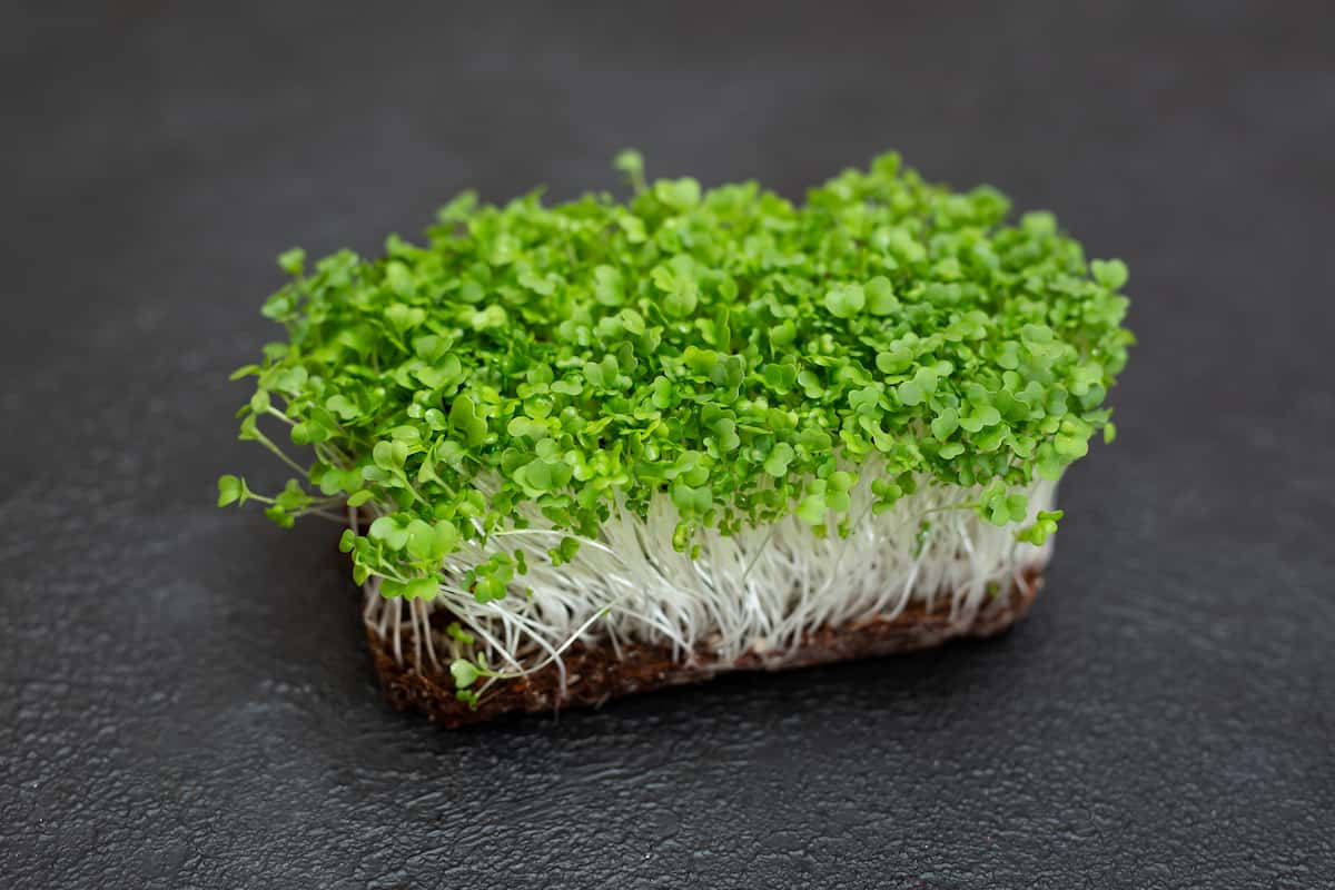A Step-by-Step Guide for Growing Broccoli Microgreens