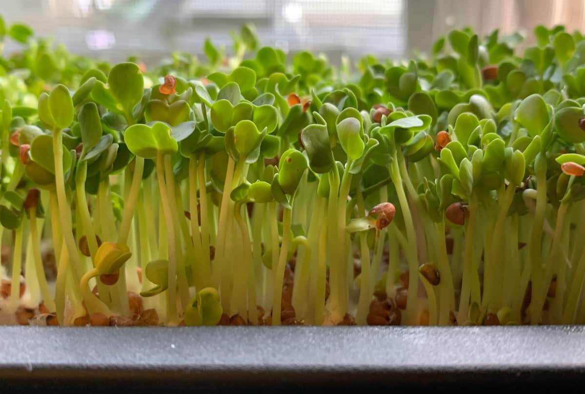 A Step-By-Step Guide for Growing Collard Microgreens
