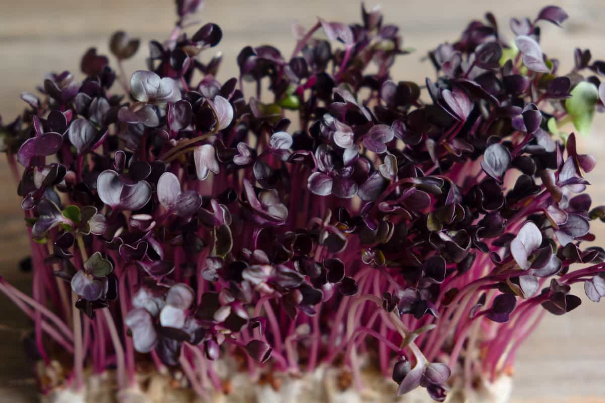 A Step-By-Step Guide for Growing Radish Microgreens