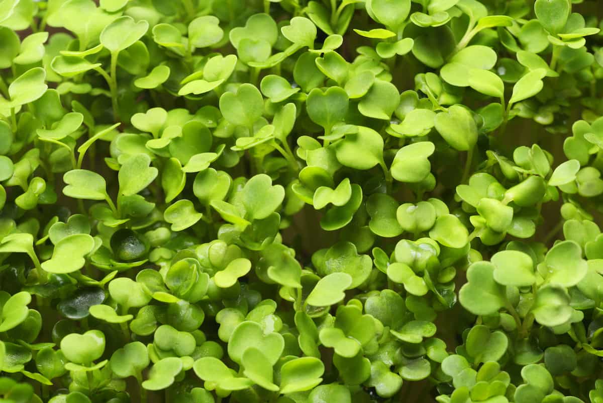 Microgreen Sprouted Radish Seed 