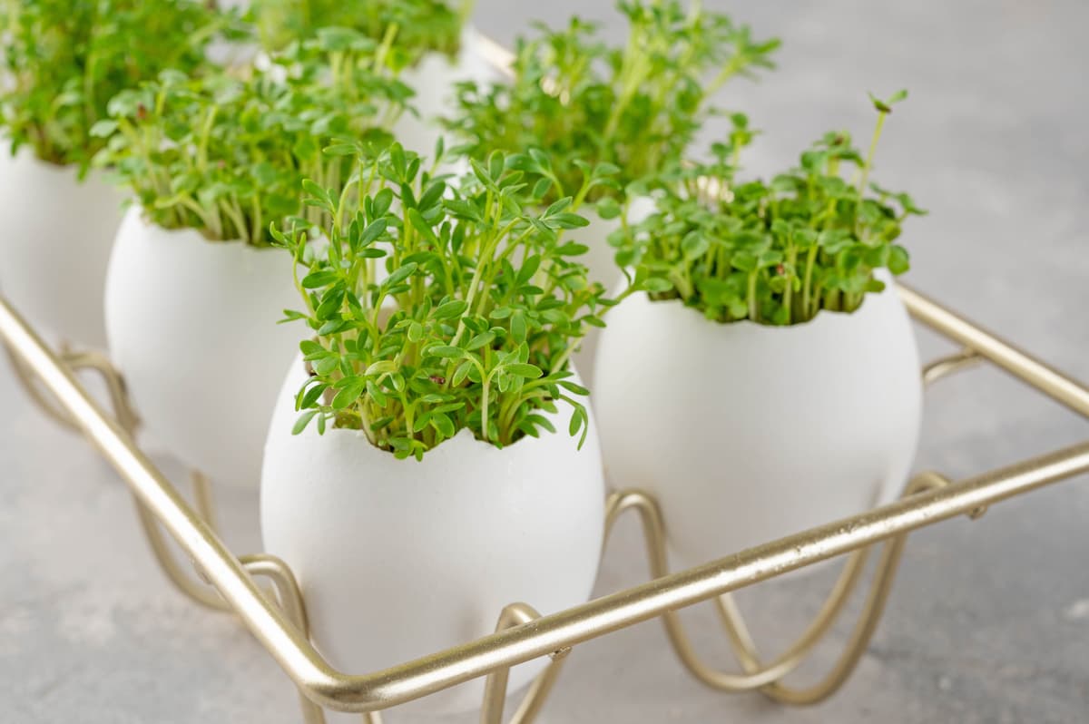 A Step-by-Step Guide for Growing Watercress Microgreens