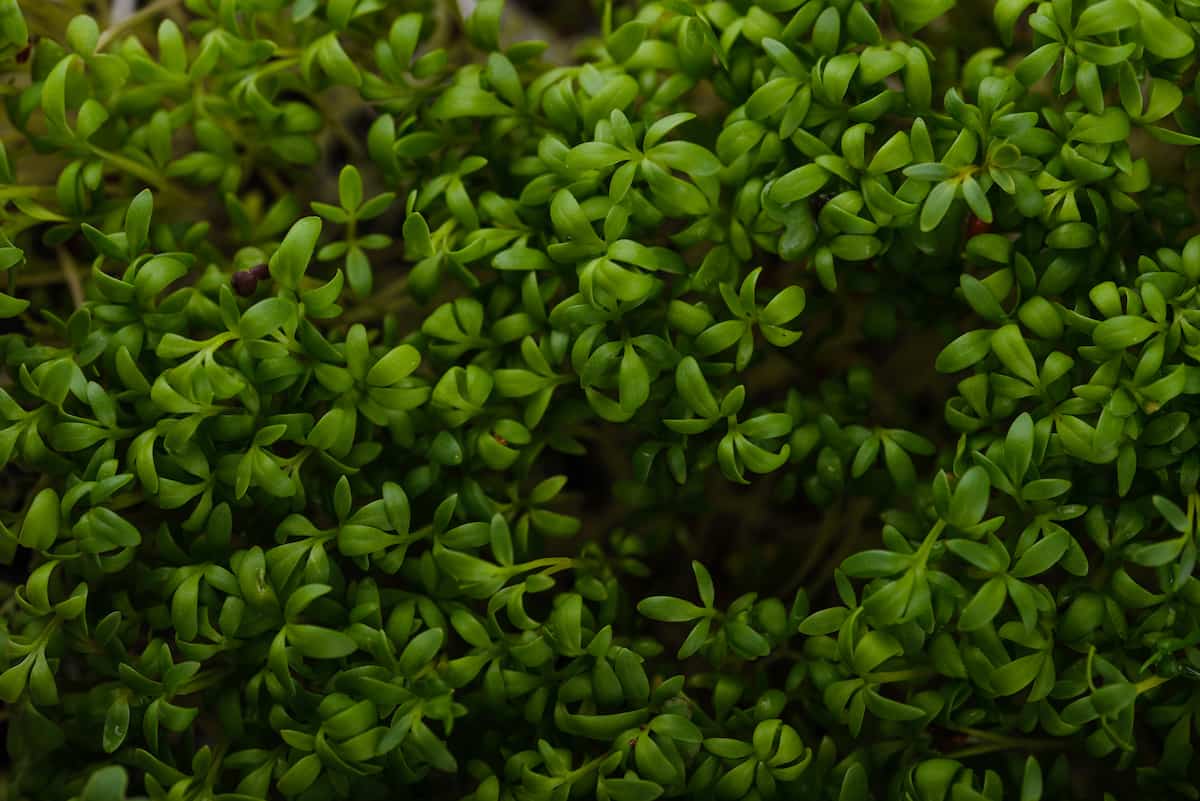 Microgreens Sprouts