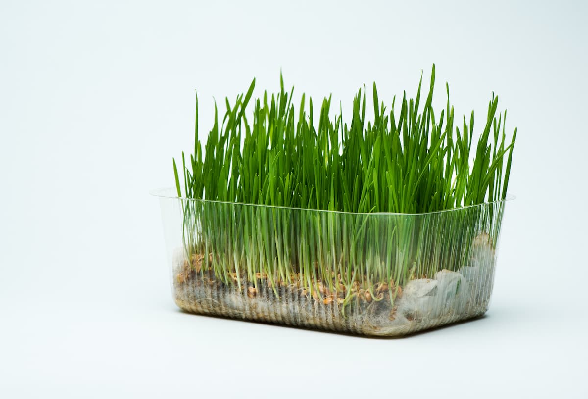 A Step-By-Step Guide for Growing Wheatgrass Microgreens