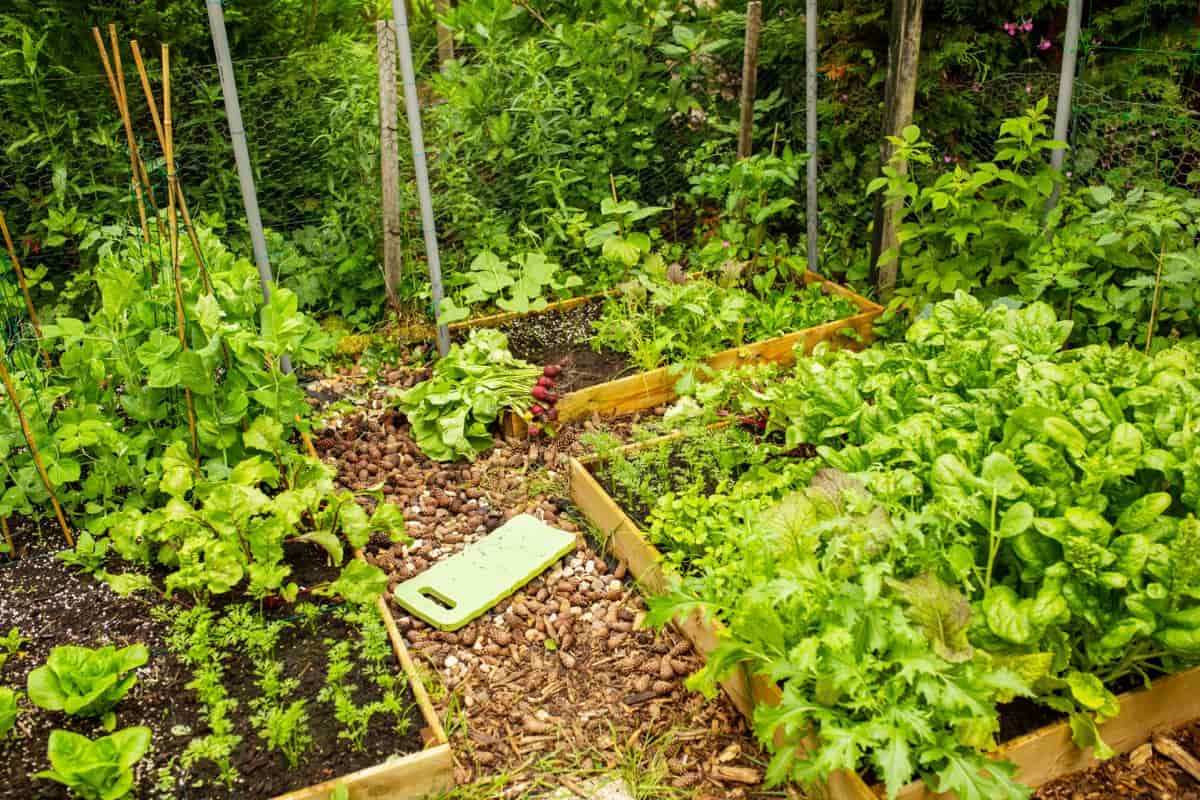 Backyard Vegetable Garden Layouts