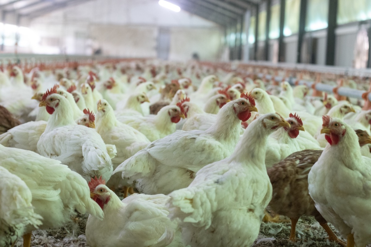 Broiler Chicken Farming Business Plan