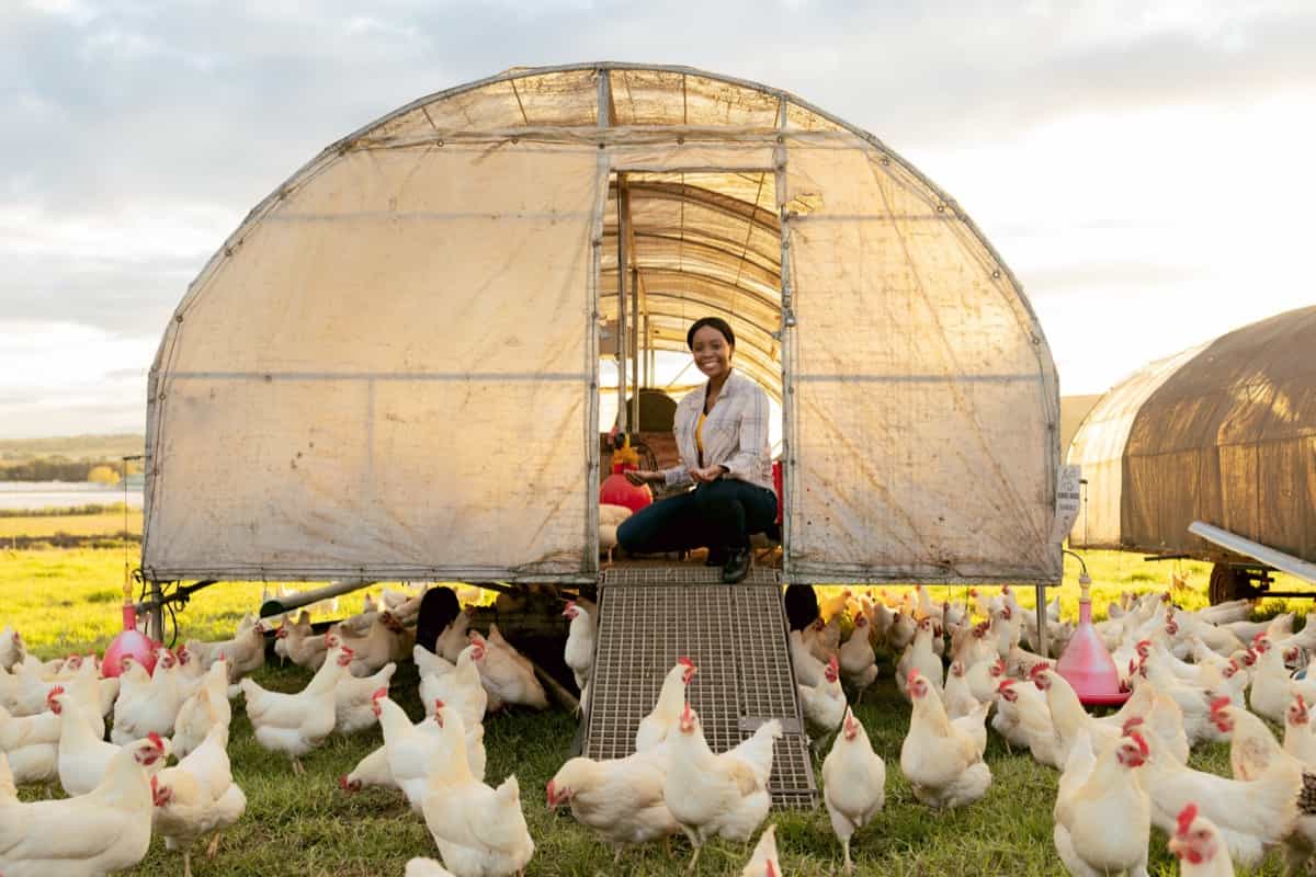 10 DIY Ideas to Build a Budget Chicken Coop