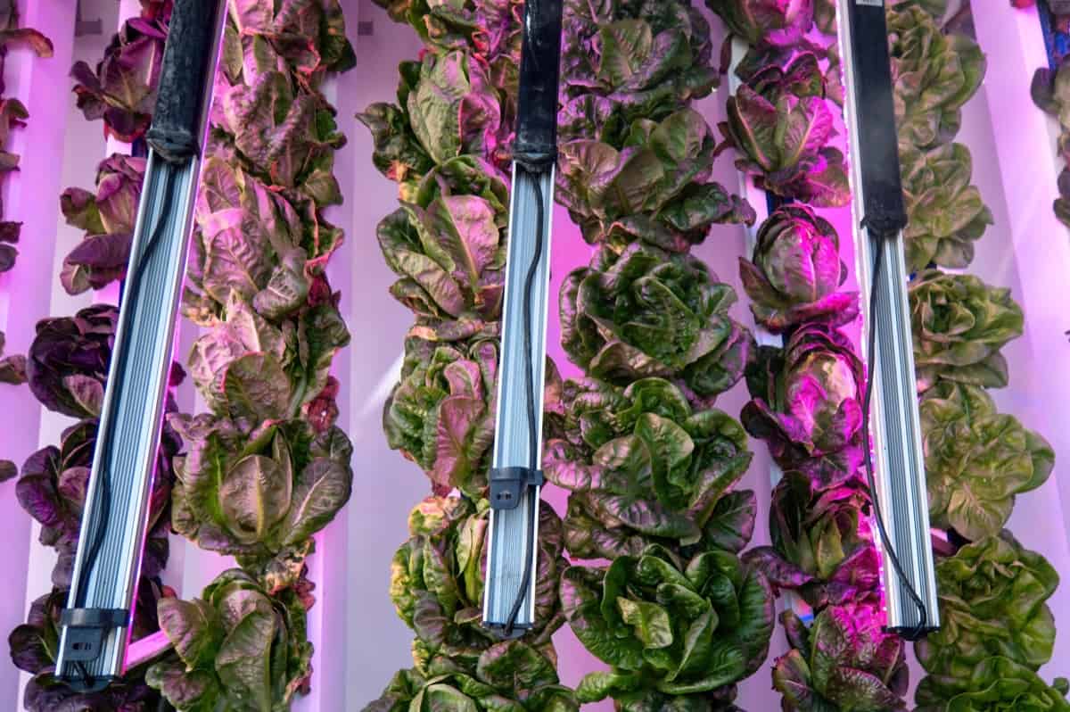 Affordable Hydroponic Tower Garden