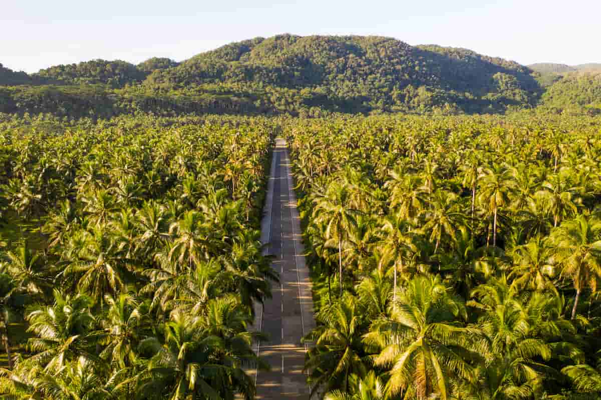 Coconut Trees Plantation