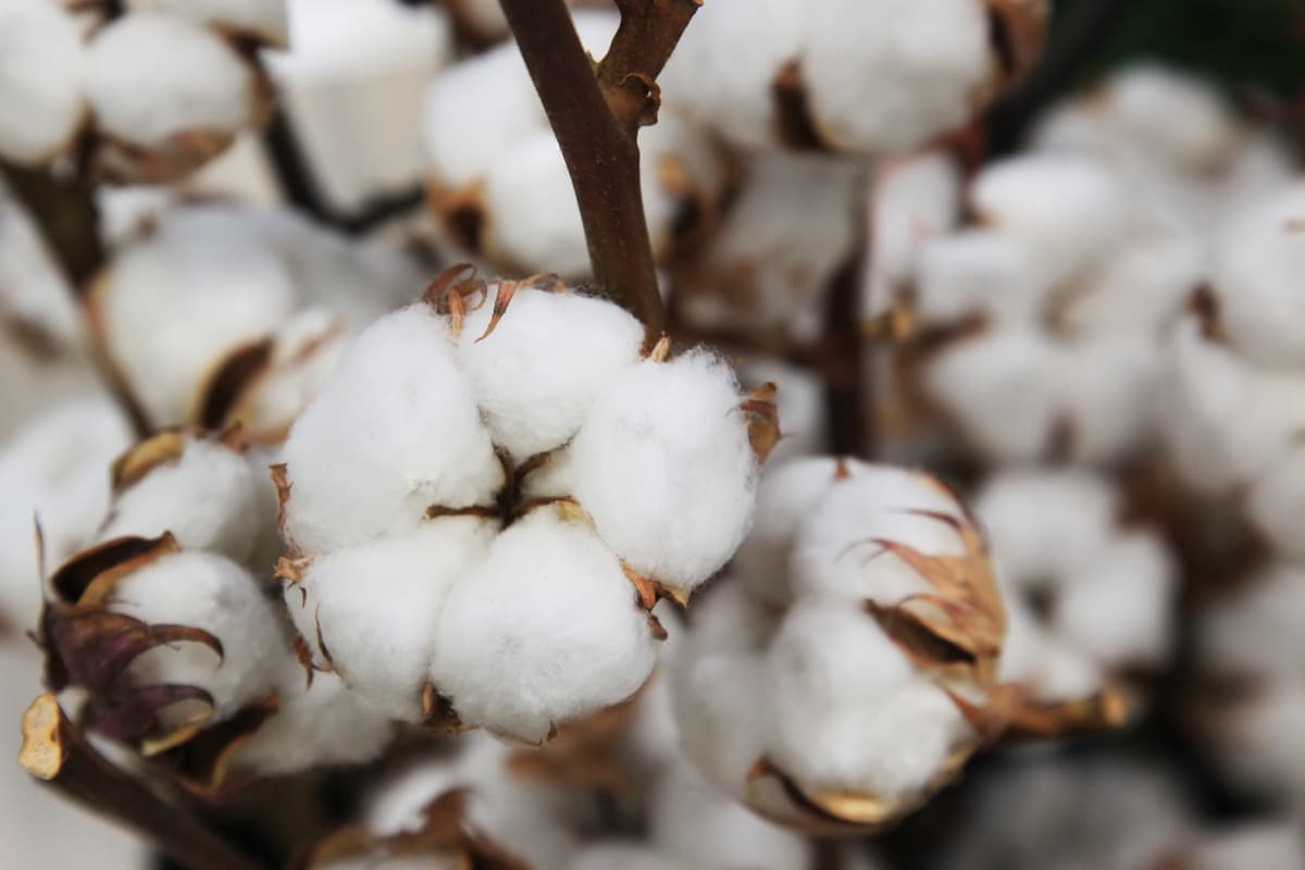 Cotton Production Guide