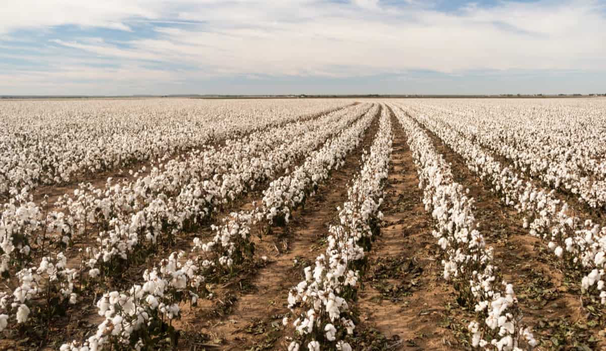 Large Scale Cotton Farming