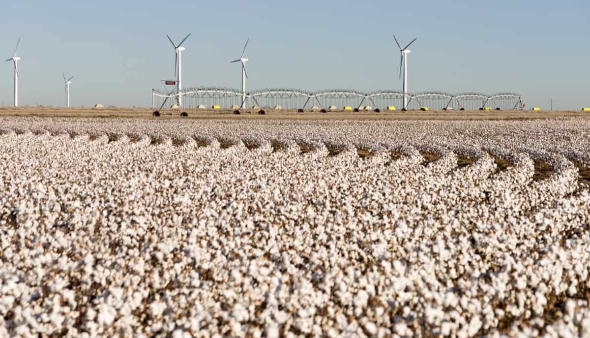 Cotton Field Ready to Harvest