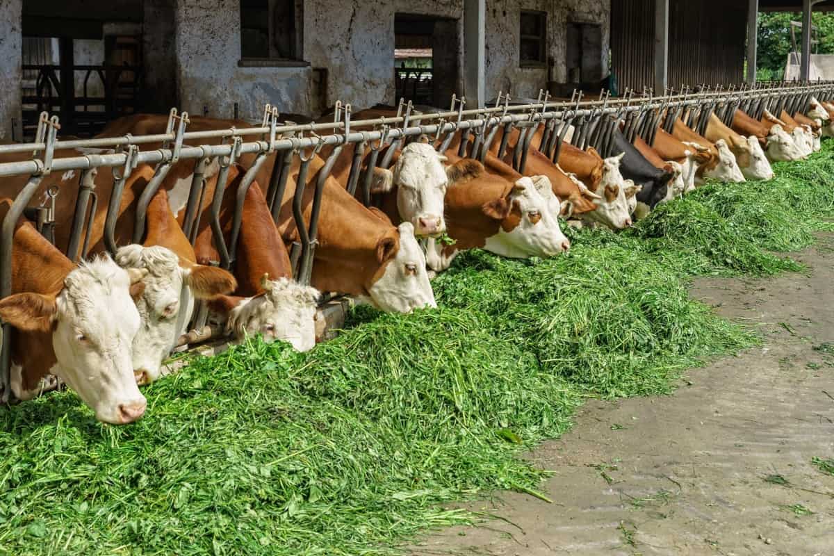 Feed Management in Dairy Farming