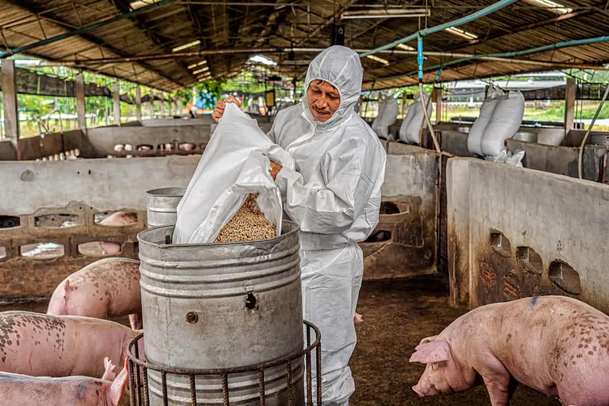Feed Management in Pig Farming