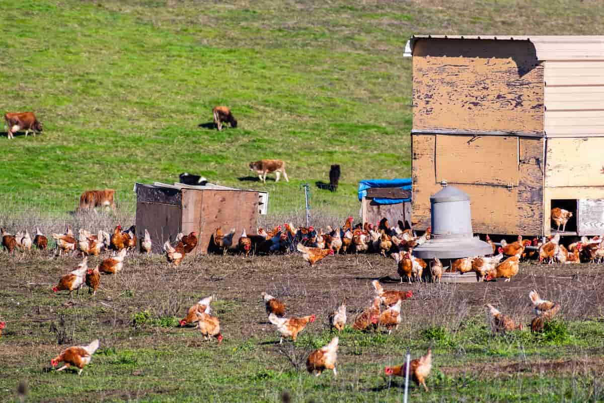 Free Range Chicken Farming Business Plan