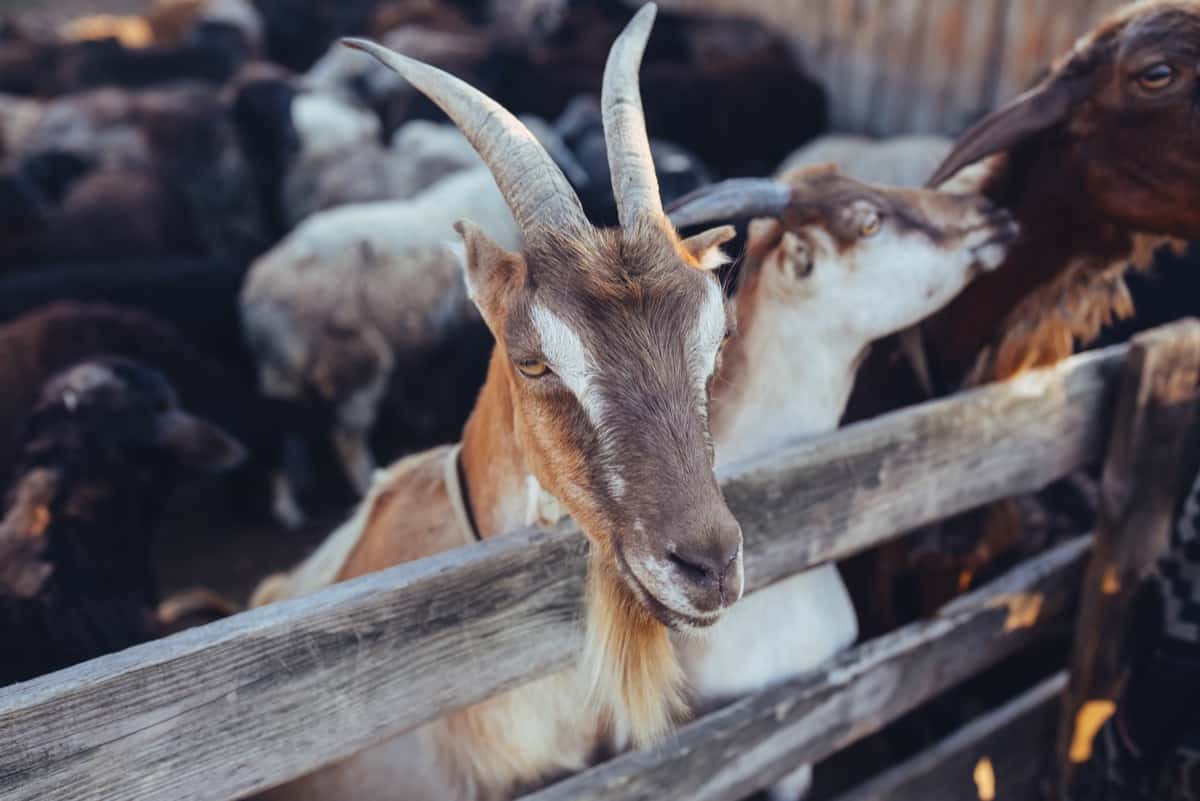 Goat Farm Wooden Fencing