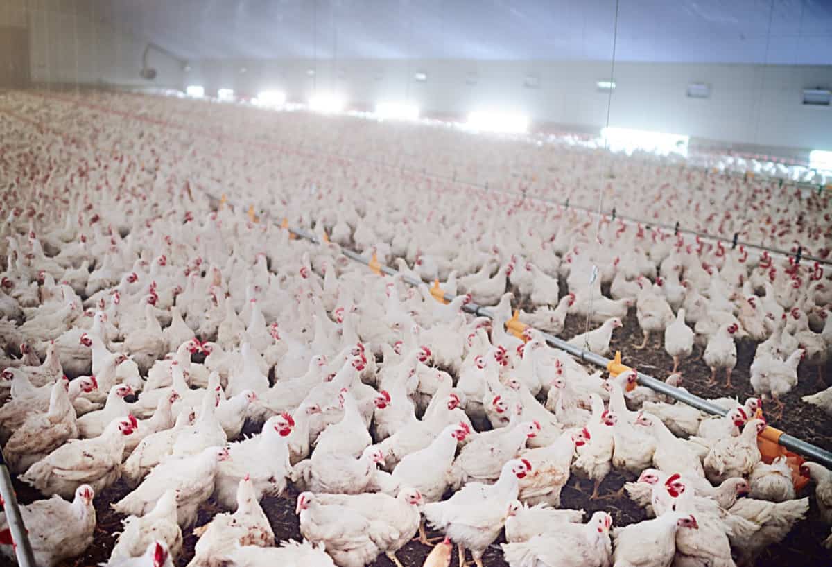 Large Poultry Farm