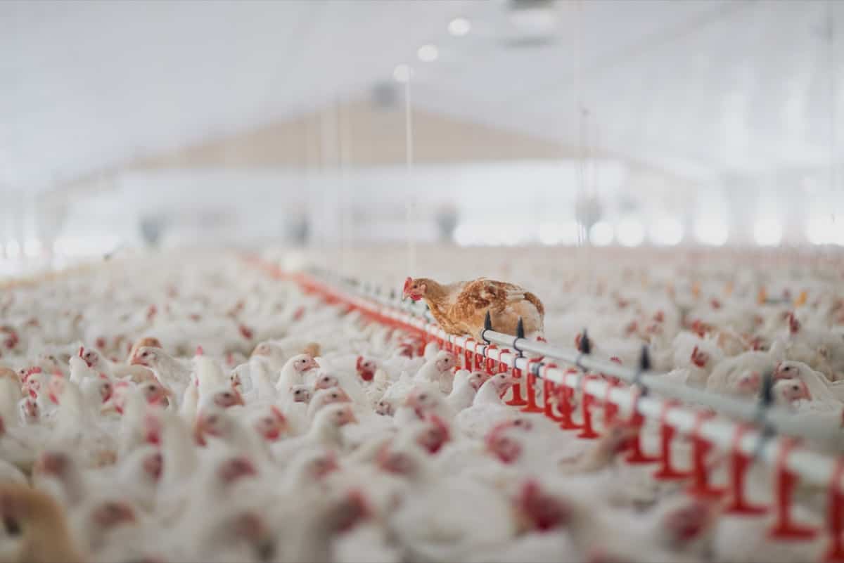 Poultry Feeding System 