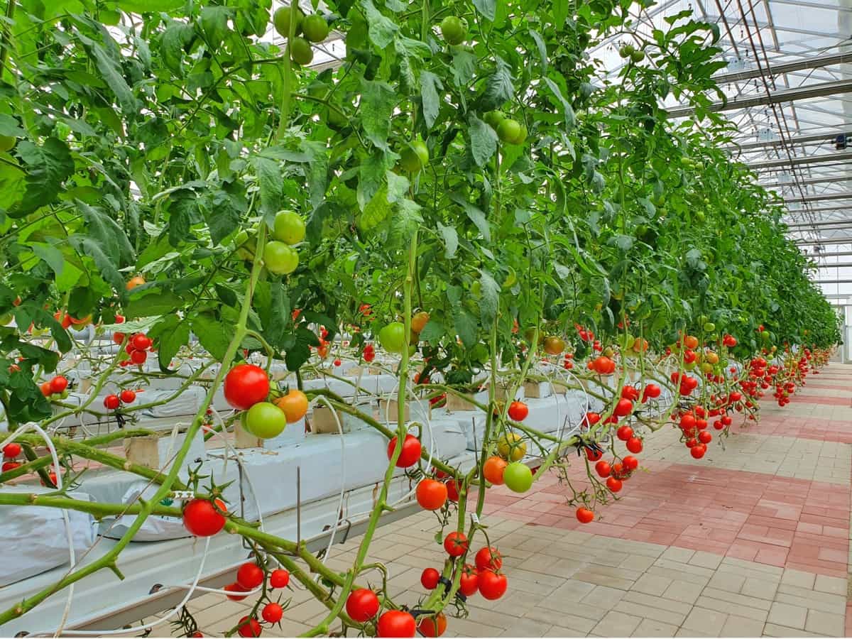 How to Grow Hydroponic Tomatoes