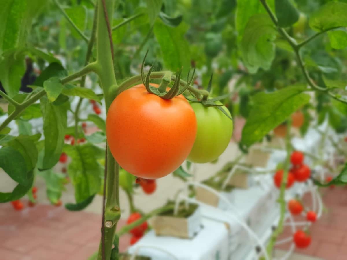 Hydroponic Tomato Farming