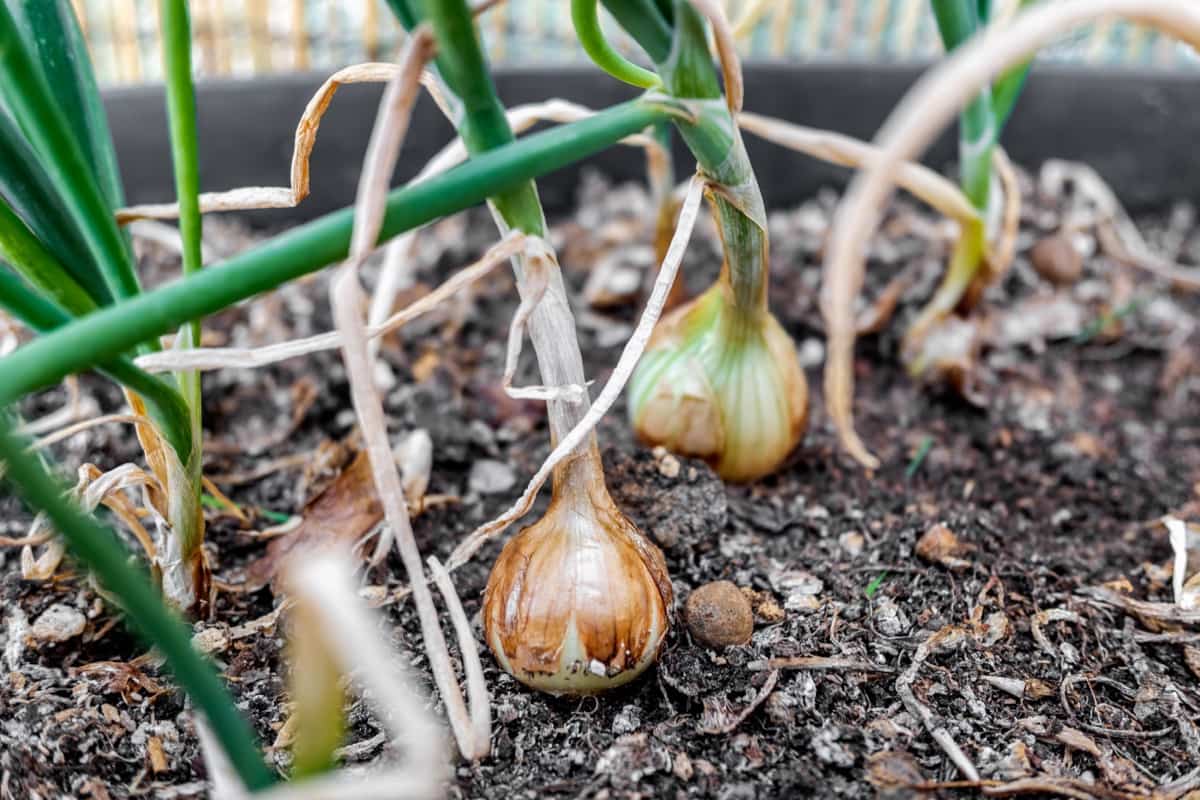 Can you grow Onions from Store-bought Onions