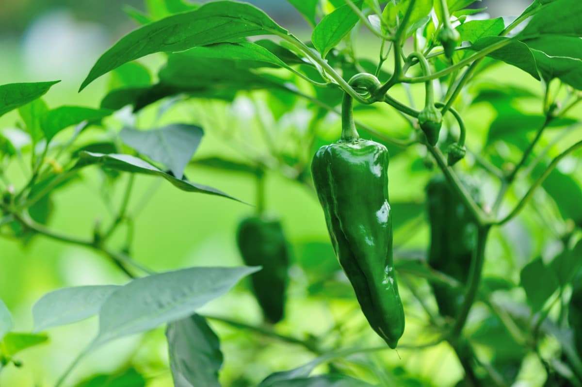 Can you Grow Peppers from Store-bought Peppers