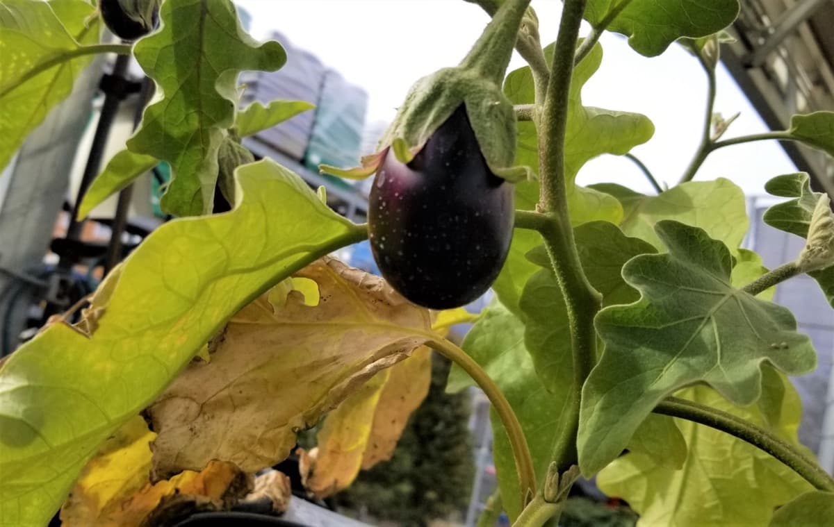 How to Grow Round Violet/Black Brinjal at Home