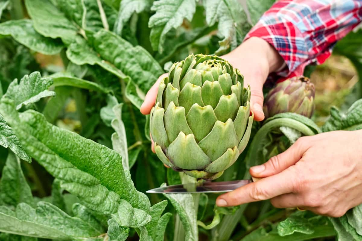 How to Grow and Care for Artichokes in Containers/Pots