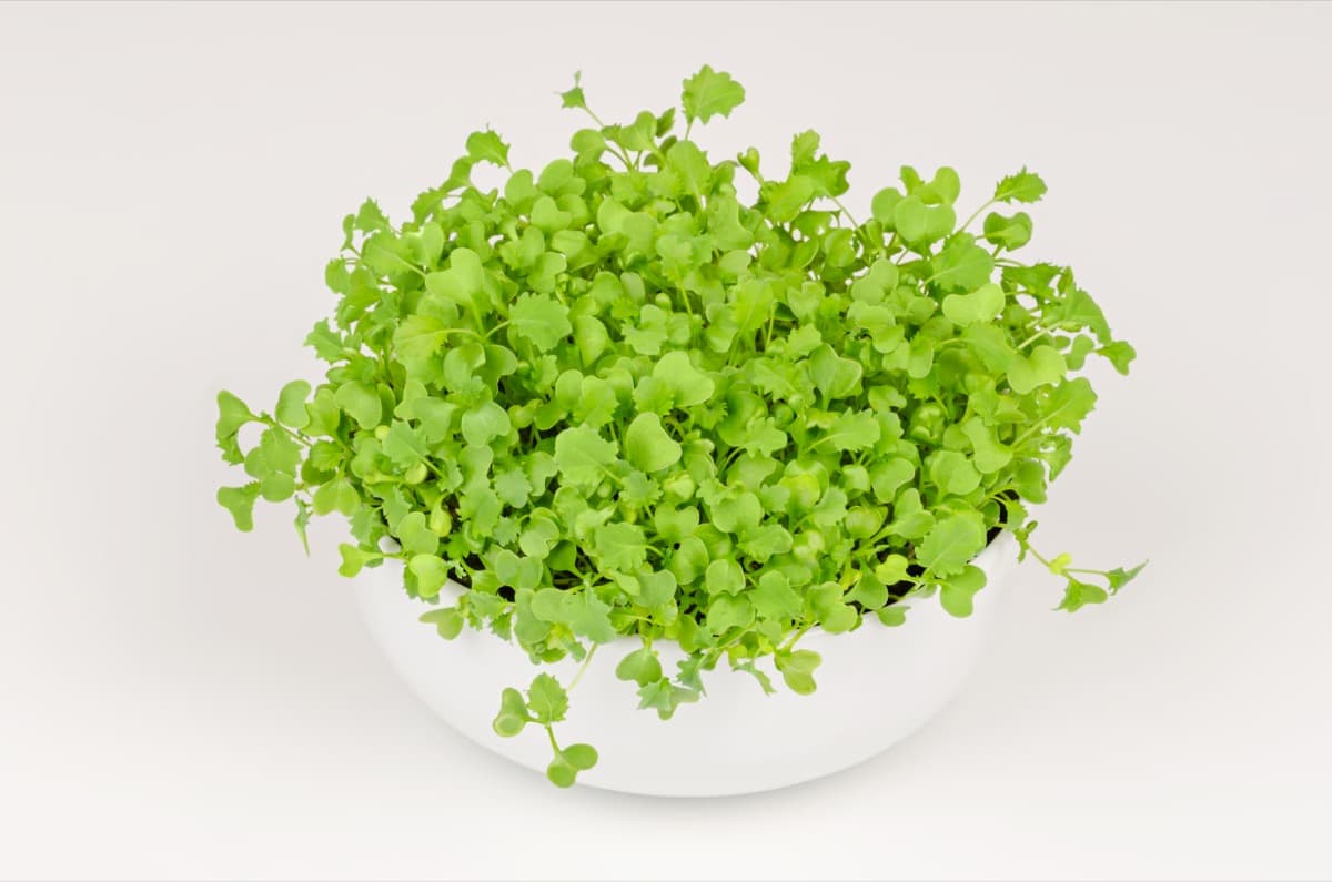 A Step-by-Step Guide for Growing Kale Microgreens