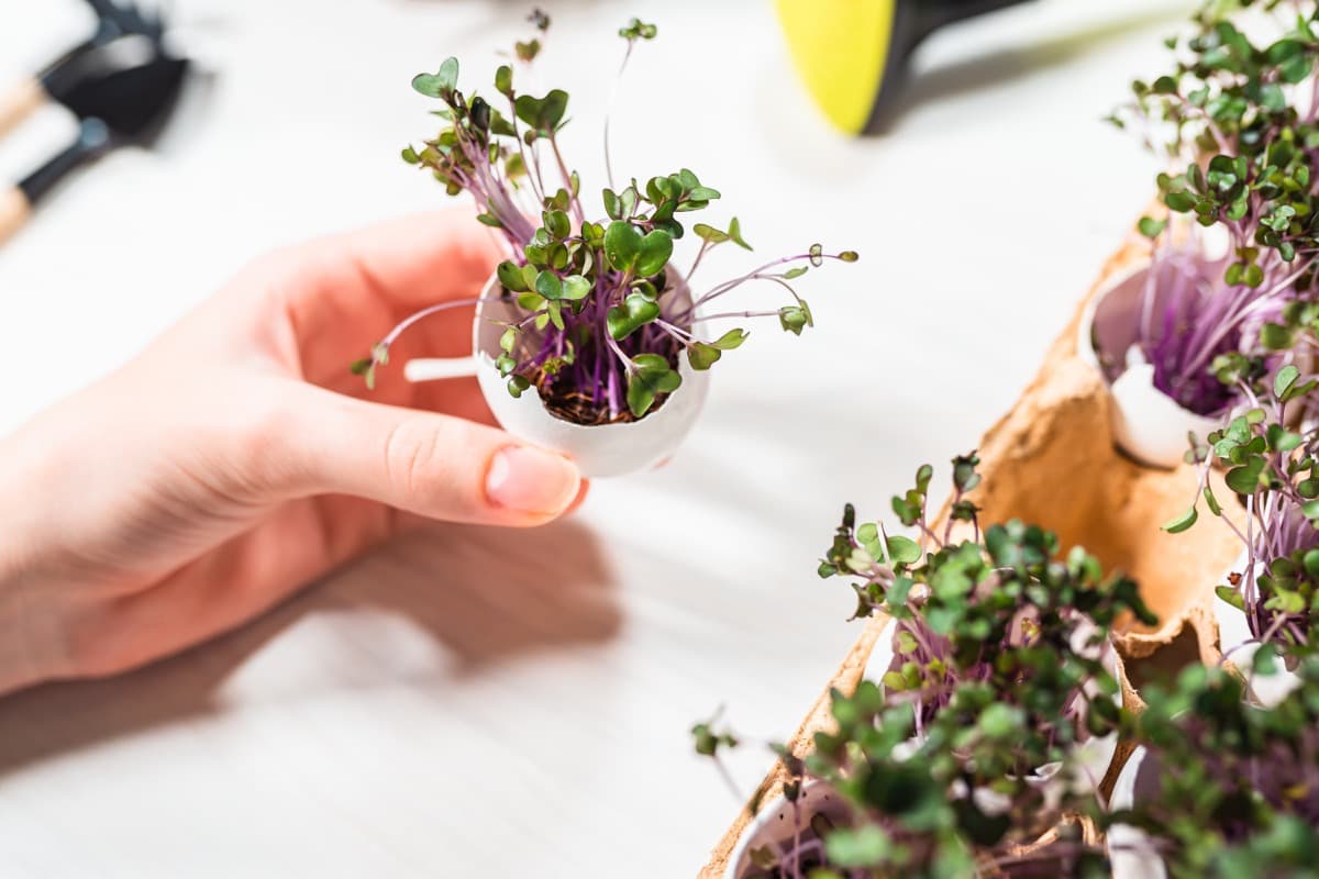 A Step-by-Step Guide for Growing Kohlrabi Microgreens