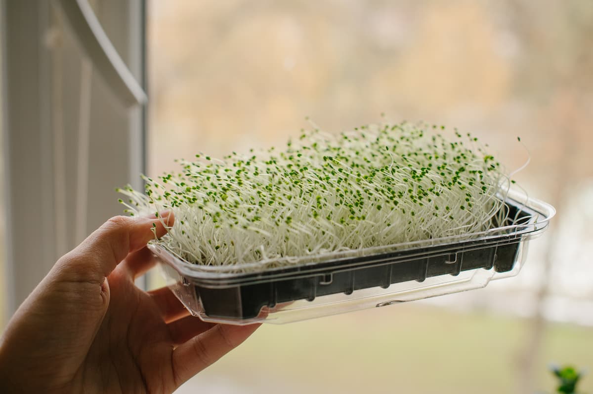 Microgreens in a Tray