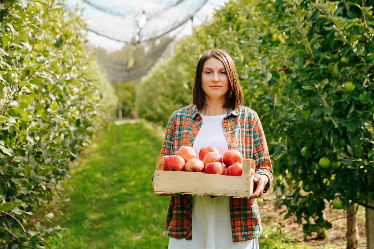 How to Grow Apples Organically
