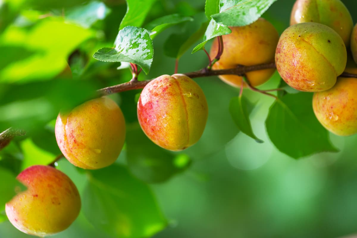 How to Grow Apricot Organically