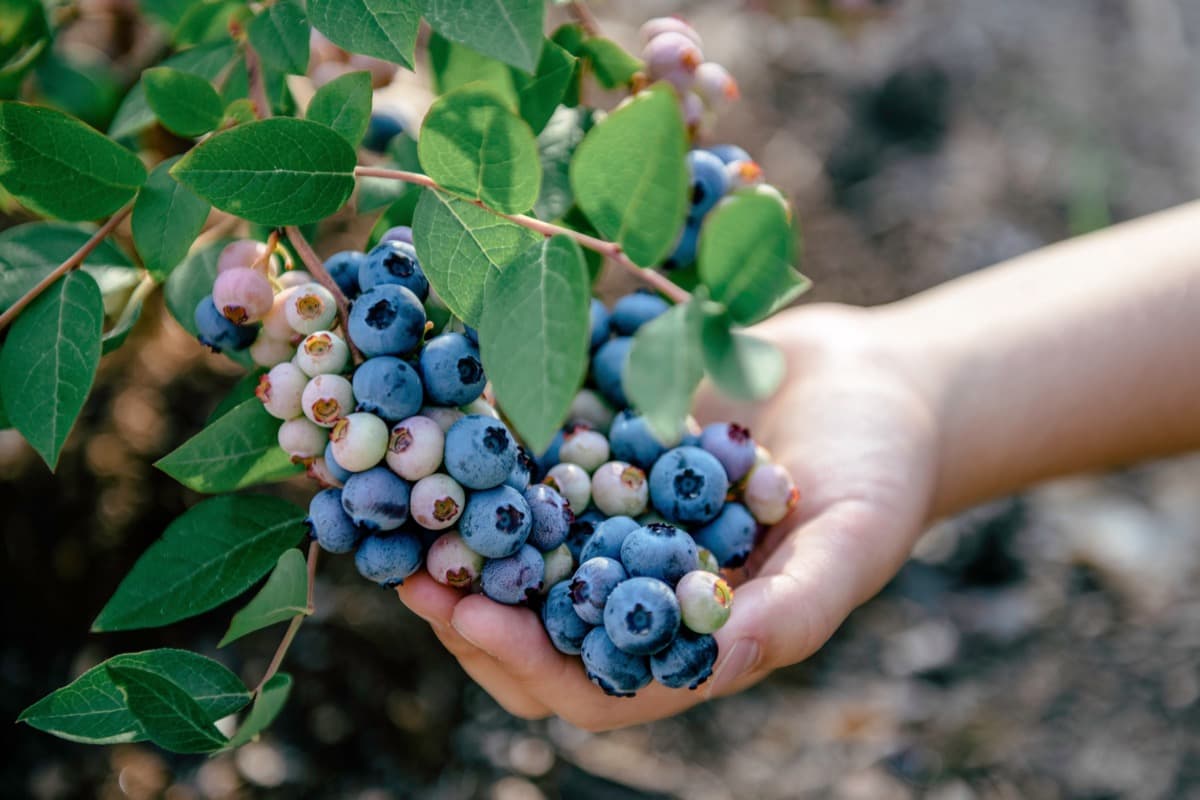 How to Grow Blueberries Organically