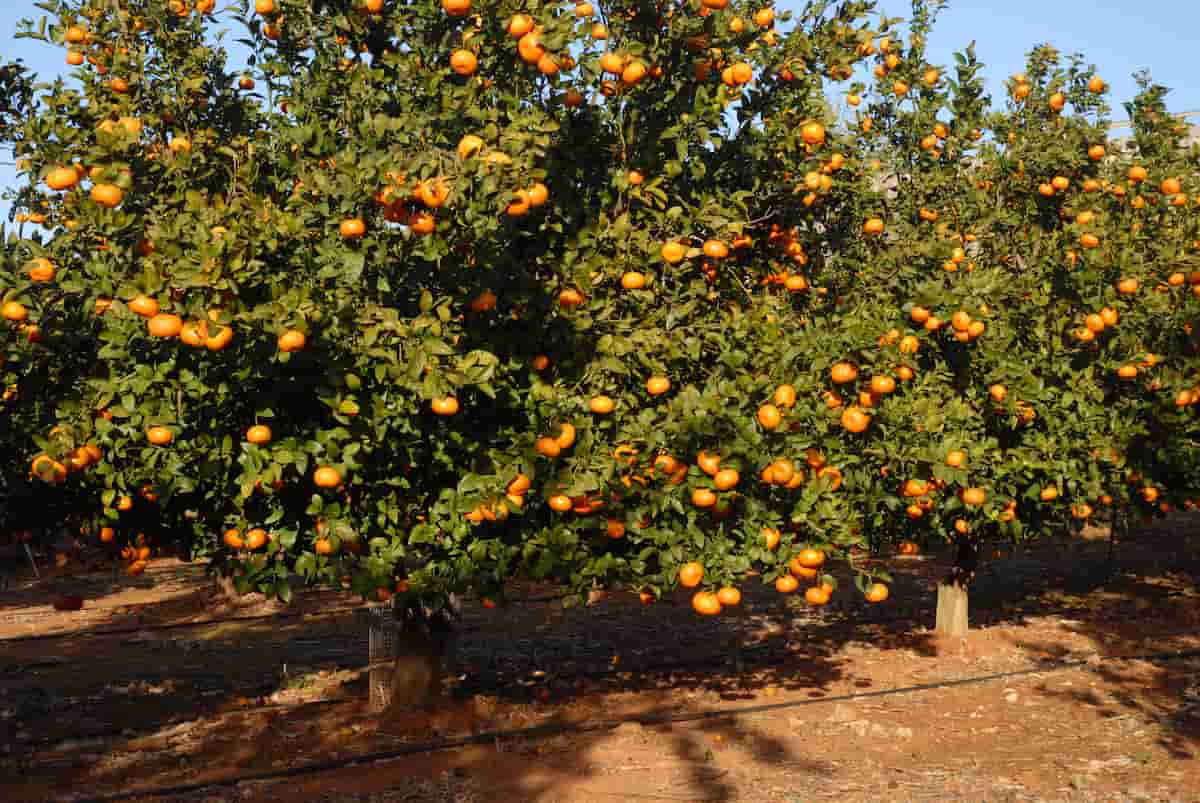 Orange Farming