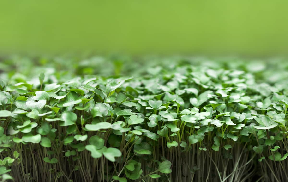 How to Grow Microgreens at Home Without Soil
