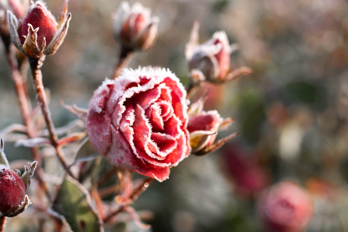 How to Protect Your Garden from Frost
