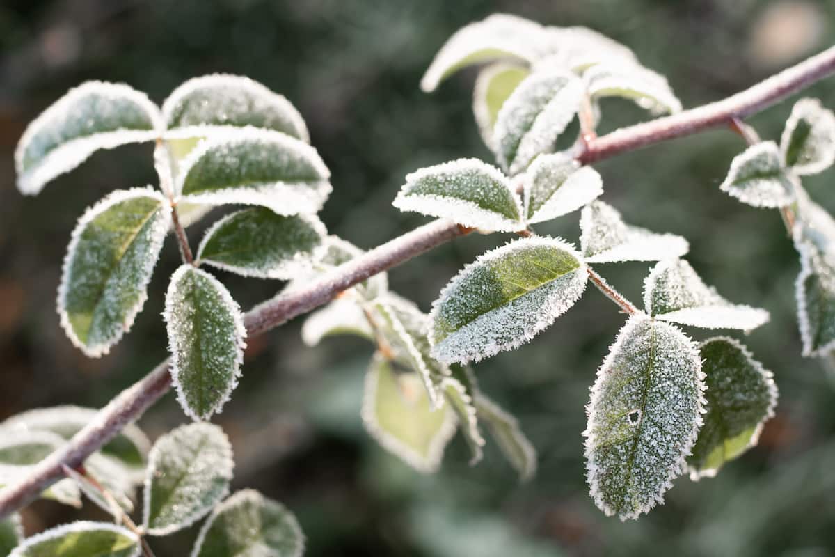 Frosted Branch