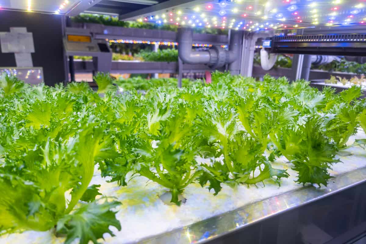 How to Start Indoor Hydroponic Farming
