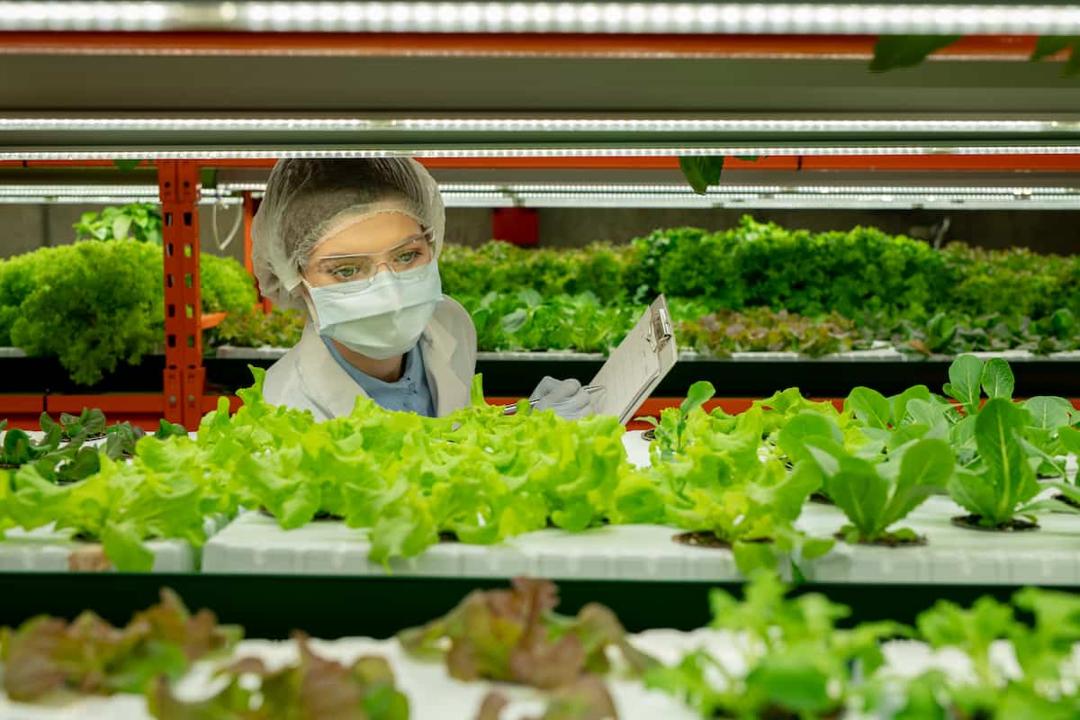 Worker Examining Hydroponic Plants  