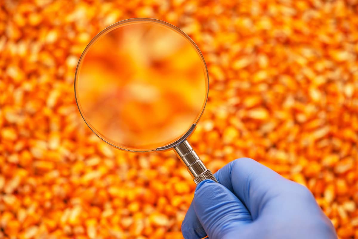Examining Quality of Harvested Corn Seed Kernels