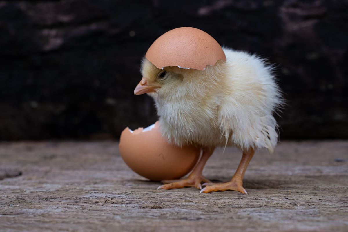 Chicken Hatching from an Egg