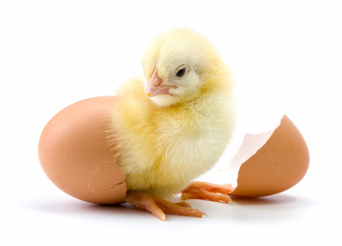 How to Start a Chicken Hatchery Business