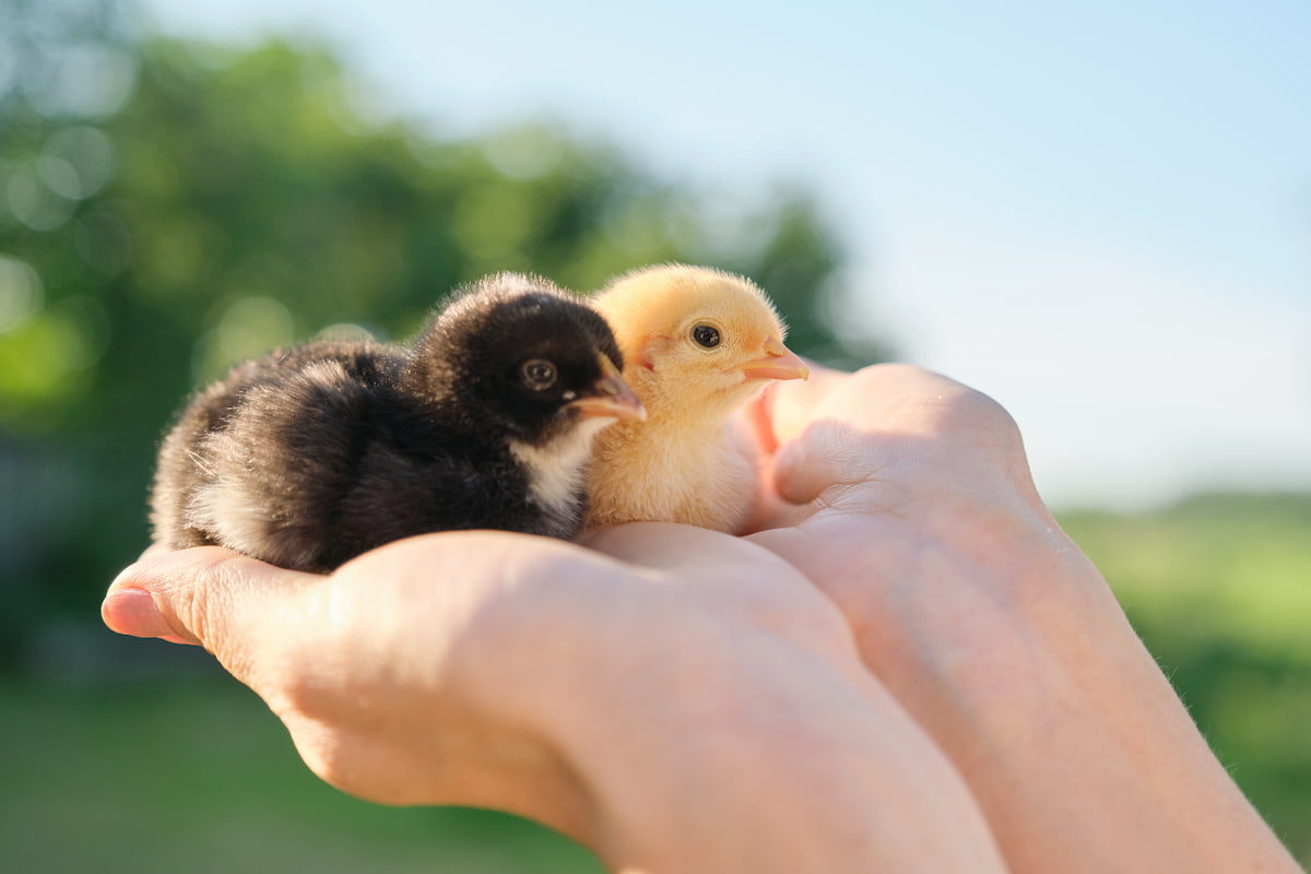 Baby Chickens 