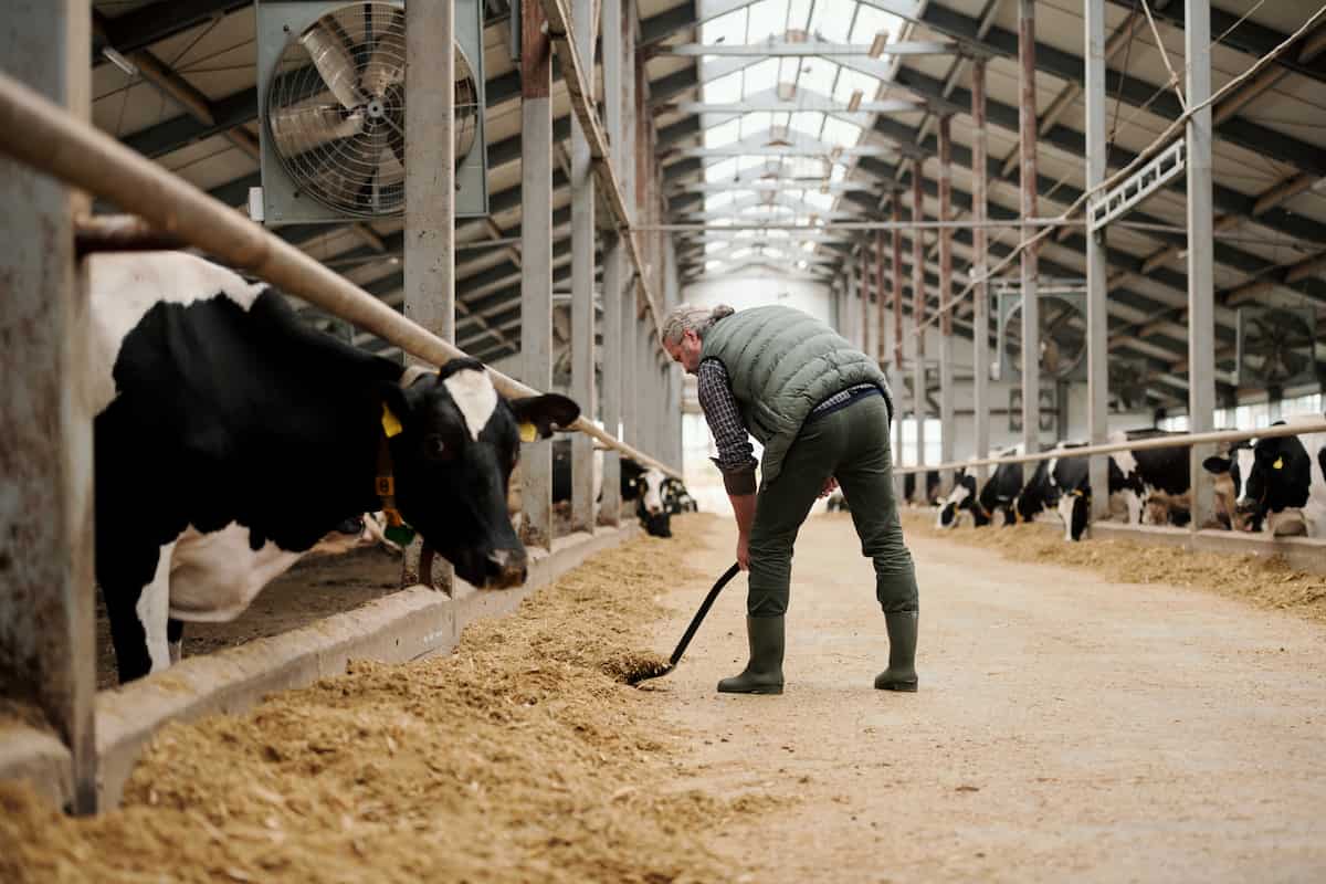 Feeding Cown in Dairy Farm