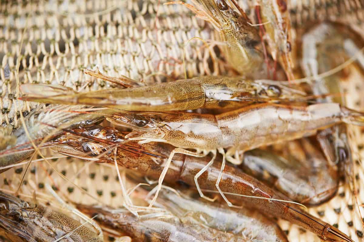 How to Start a Shrimp Farming Business