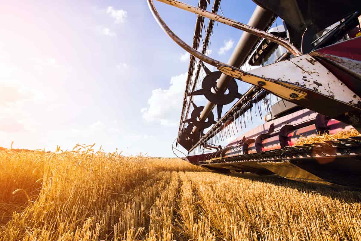 Combine Harvester Harvesting Wheat