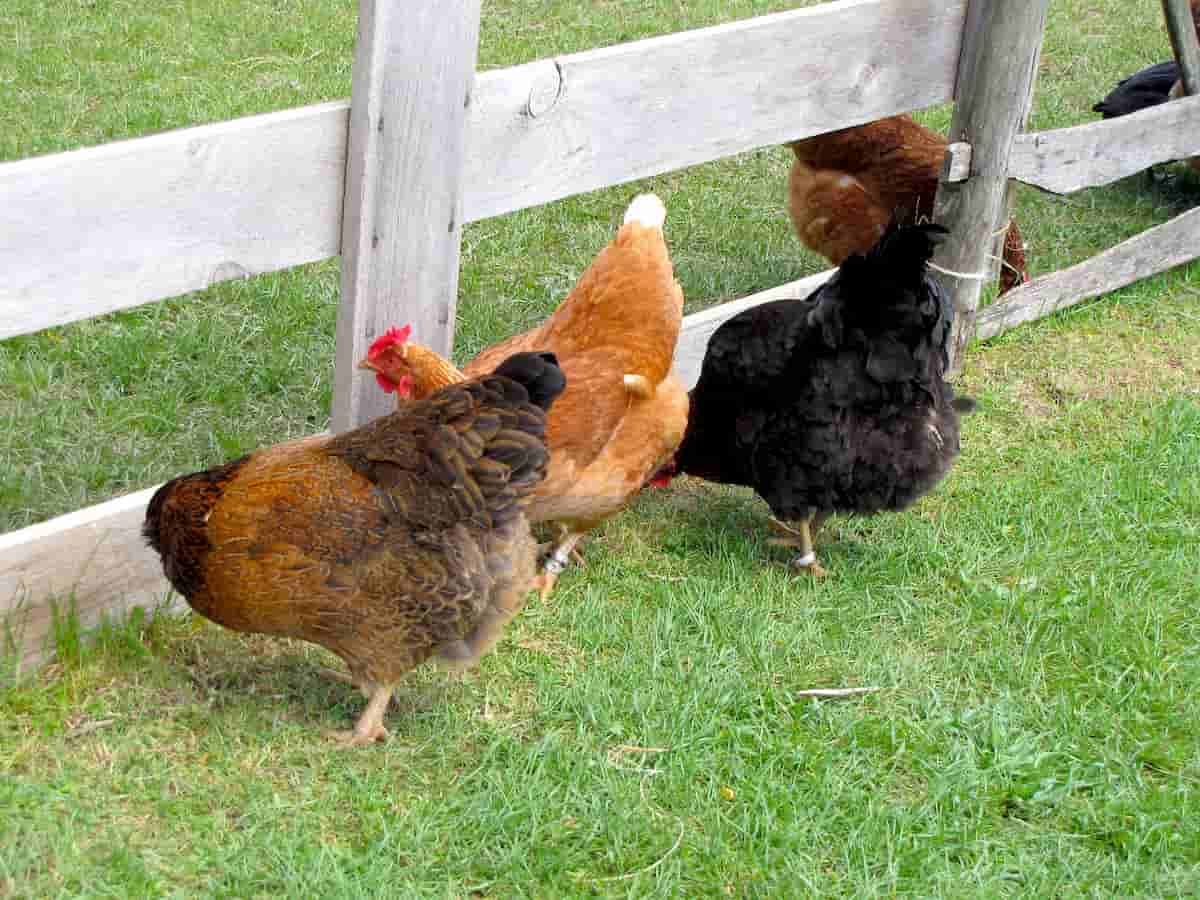 Kaveri Chicken Breed Information
